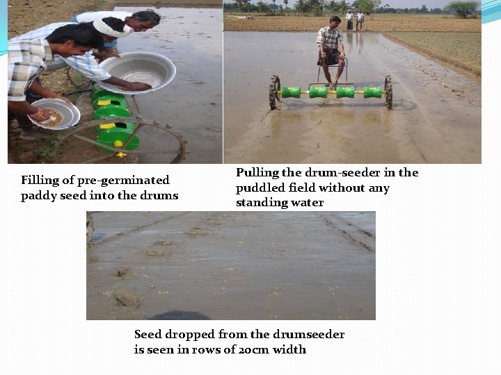 Filling of pre-germinated paddy seed into the drums Pulling the drum-seeder in the puddled