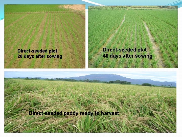 Direct-seeded plot 20 days after sowing Direct-seeded plot 40 days after sowing Direct-seeded paddy