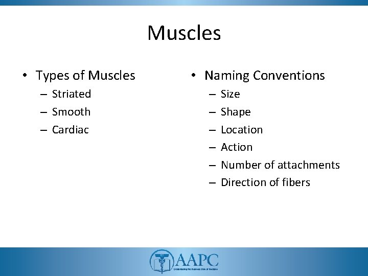 Muscles • Types of Muscles – Striated – Smooth – Cardiac • Naming Conventions