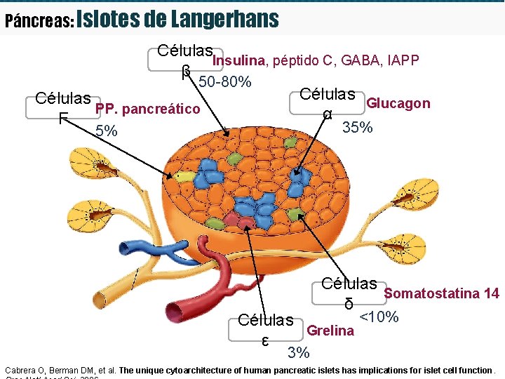 Páncreas: Islotes de Langerhans Células Insulina, péptido C, GABA, IAPP β 50 -80% Células