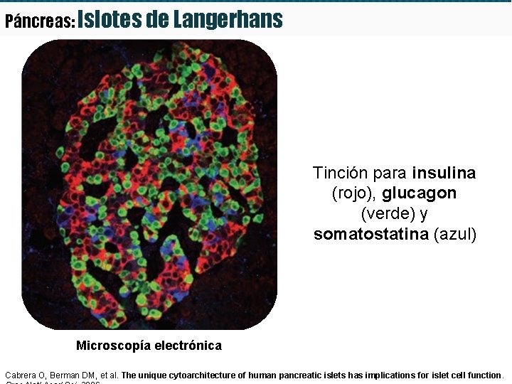 Páncreas: Islotes de Langerhans Tinción para insulina (rojo), glucagon (verde) y somatostatina (azul) Microscopía Páncreas: Islotes de Langerhans Tinción para insulina (rojo), glucagon (verde) y somatostatina (azul) Microscopía