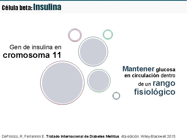 Célula beta: Insulina Gen de insulina en cromosoma 11 Mantener glucosa en circulación dentro Célula beta: Insulina Gen de insulina en cromosoma 11 Mantener glucosa en circulación dentro