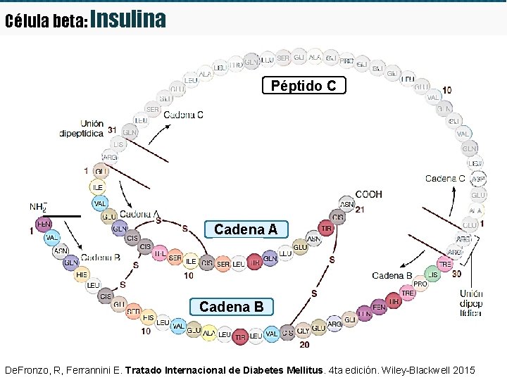 Célula beta: Insulina Péptido C Cadena A Cadena B De. Fronzo, R, Ferrannini E. Célula beta: Insulina Péptido C Cadena A Cadena B De. Fronzo, R, Ferrannini E.