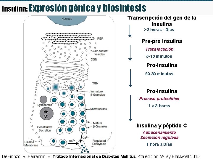 Insulina: Expresión génica y biosíntesis Transcripción del gen de la insulina >2 horas - Insulina: Expresión génica y biosíntesis Transcripción del gen de la insulina >2 horas -