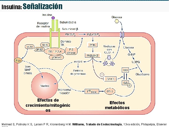 Insulina: Señalización Efectos de crecimiento/mitogénic os Efectos metabólicos Melmed S, Polinsky K S, Larsen