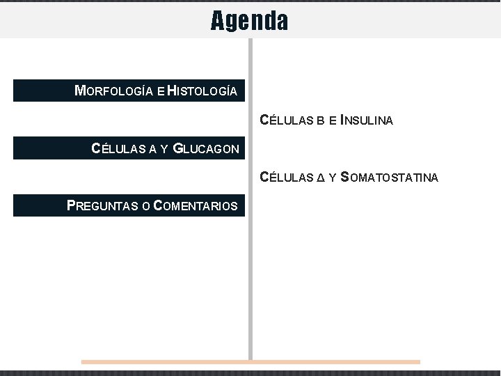 Agenda MORFOLOGÍA E HISTOLOGÍA CÉLULAS Β E INSULINA CÉLULAS Α Y GLUCAGON CÉLULAS Δ Agenda MORFOLOGÍA E HISTOLOGÍA CÉLULAS Β E INSULINA CÉLULAS Α Y GLUCAGON CÉLULAS Δ