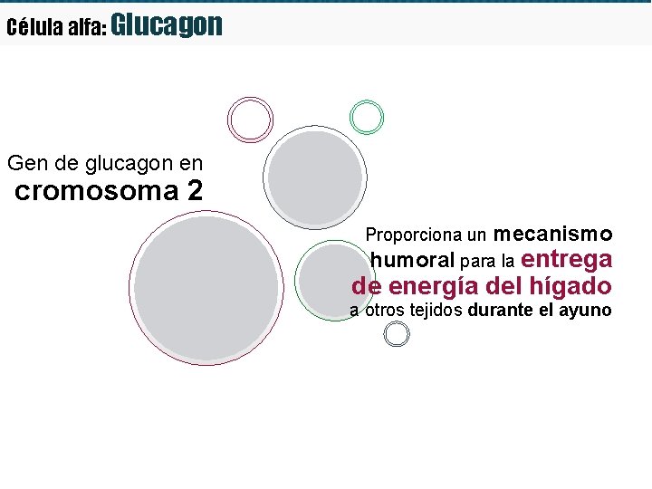 Célula alfa: Glucagon Gen de glucagon en cromosoma 2 Proporciona un mecanismo humoral para Célula alfa: Glucagon Gen de glucagon en cromosoma 2 Proporciona un mecanismo humoral para