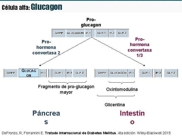 Célula alfa: Glucagon Proglucagon Prohormona convertasa 1/3 Prohormona convertasa 2 GLUCAG ON Fragmento de