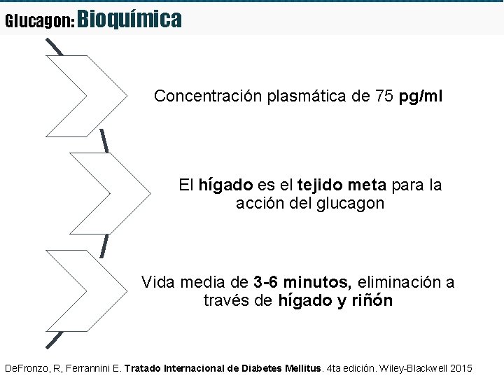 Glucagon: Bioquímica Concentración plasmática de 75 pg/ml El hígado es el tejido meta para