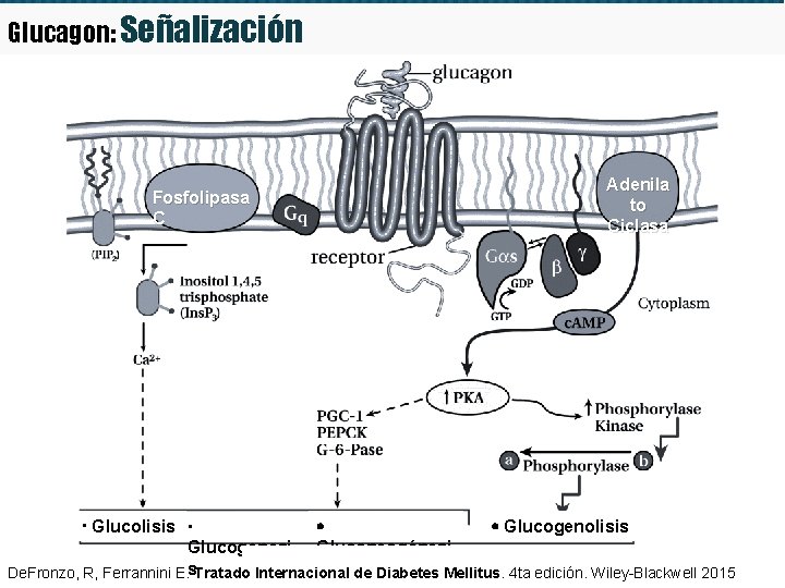Glucagon: Señalización Fosfolipasa C Adenila to Ciclasa Glucolisis Glucogenolisis Glucogenesi Gluconeogénesis s s De.
