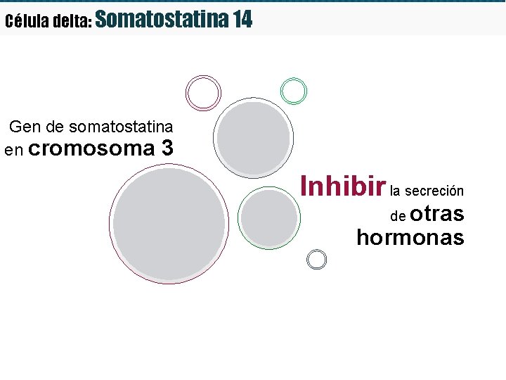 Célula delta: Somatostatina 14 Gen de somatostatina en cromosoma 3 Inhibir la secreción otras