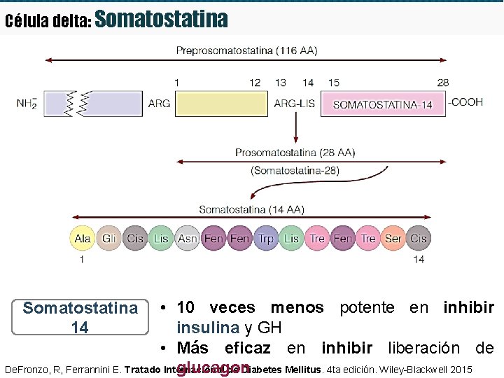 Célula delta: Somatostatina • 10 veces menos potente en inhibir insulina y GH •