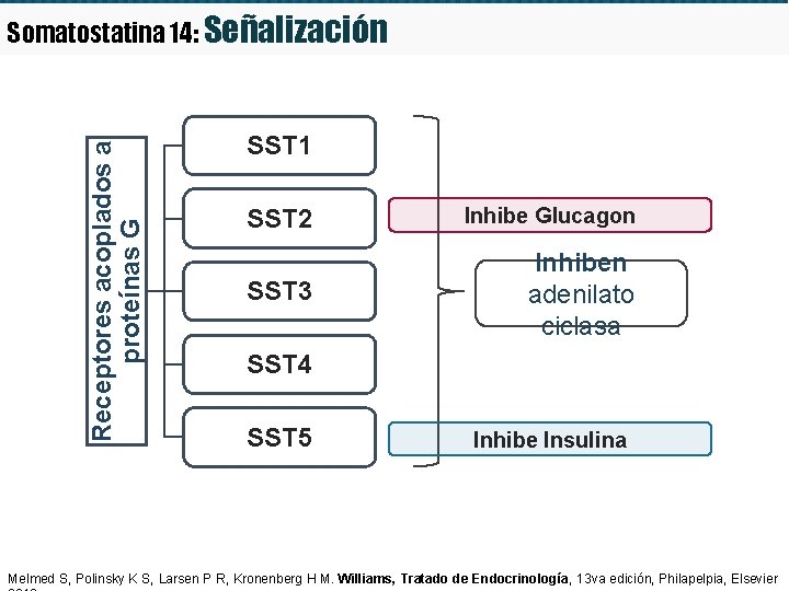 Receptores acoplados a proteínas G Somatostatina 14: Señalización SST 1 SST 2 Inhibe Glucagon Receptores acoplados a proteínas G Somatostatina 14: Señalización SST 1 SST 2 Inhibe Glucagon