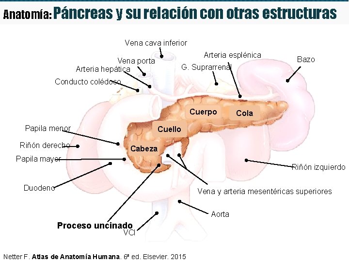 Anatomía: Páncreas y su relación con otras estructuras Vena cava inferior Vena porta Arteria
