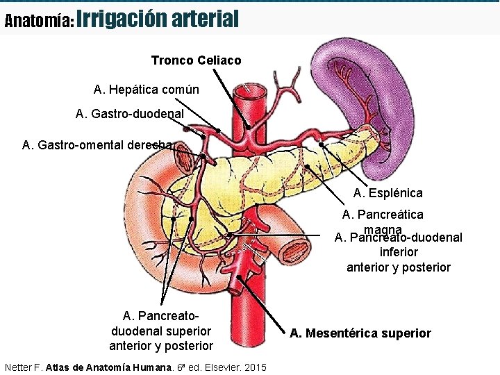 Anatomía: Irrigación arterial Tronco Celiaco A. Hepática común A. Gastro-duodenal A. Gastro-omental derecha A.