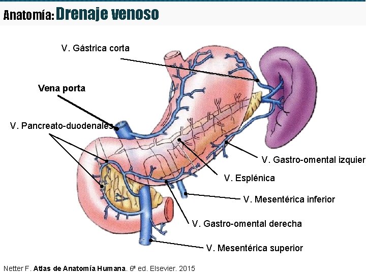 Anatomía: Drenaje venoso V. Gástrica corta Vena porta V. Pancreato-duodenales V. Gastro-omental izquierd V.