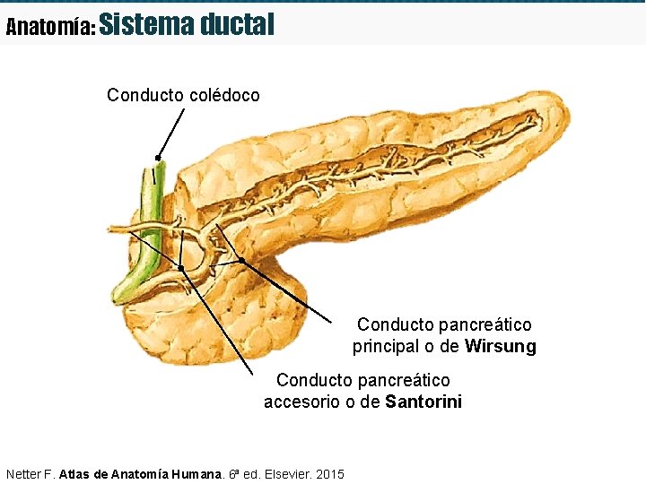 Anatomía: Sistema ductal Conducto colédoco Conducto pancreático principal o de Wirsung Conducto pancreático accesorio