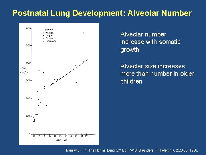 Postnatal Lung Development: Alveolar Number Alveolar number increase with somatic growth Alveolar size increases