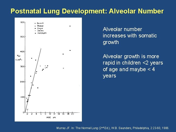 Postnatal Lung Development: Alveolar Number Alveolar number increases with somatic growth Alveolar growth is