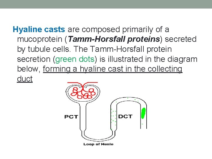 Hyaline casts are composed primarily of a mucoprotein (Tamm-Horsfall proteins) secreted by tubule cells.