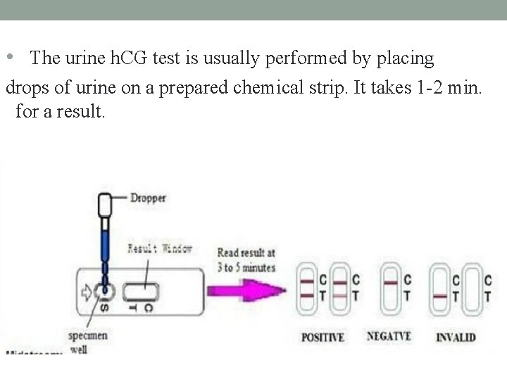  • The urine h. CG test is usually performed by placing drops of