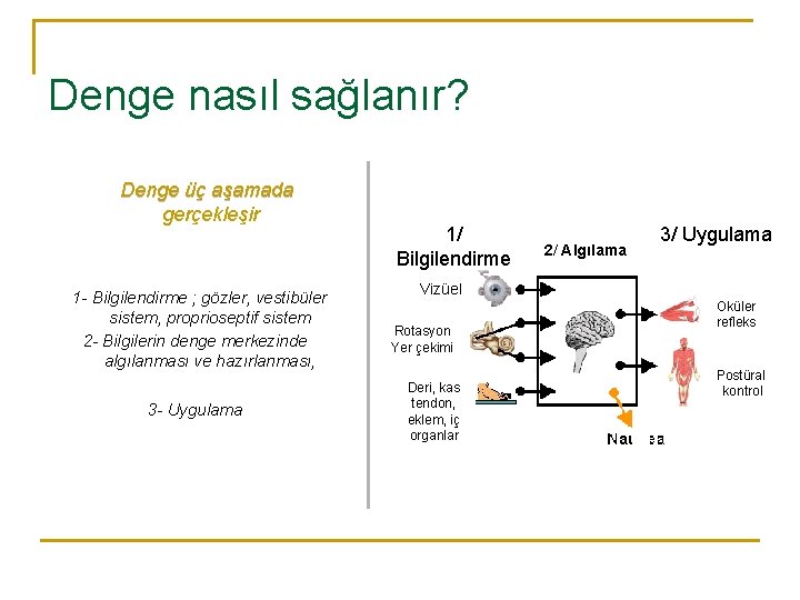 Denge nasıl sağlanır? Denge üç aşamada gerçekleşir 1 - Bilgilendirme ; gözler, vestibüler sistem,