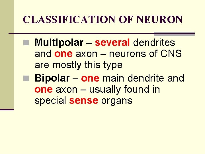 CLASSIFICATION OF NEURON n Multipolar – several dendrites and one axon – neurons of