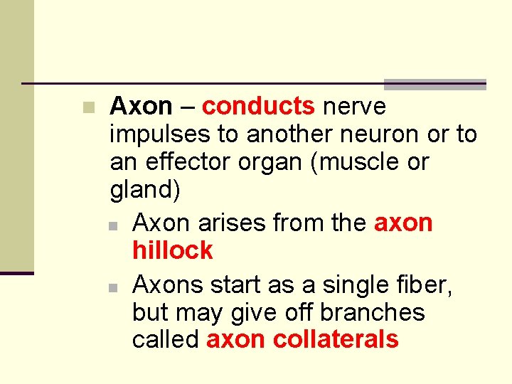 n Axon – conducts nerve impulses to another neuron or to an effector organ