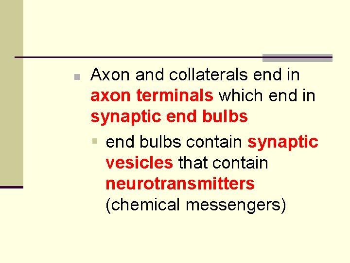 n Axon and collaterals end in axon terminals which end in synaptic end bulbs