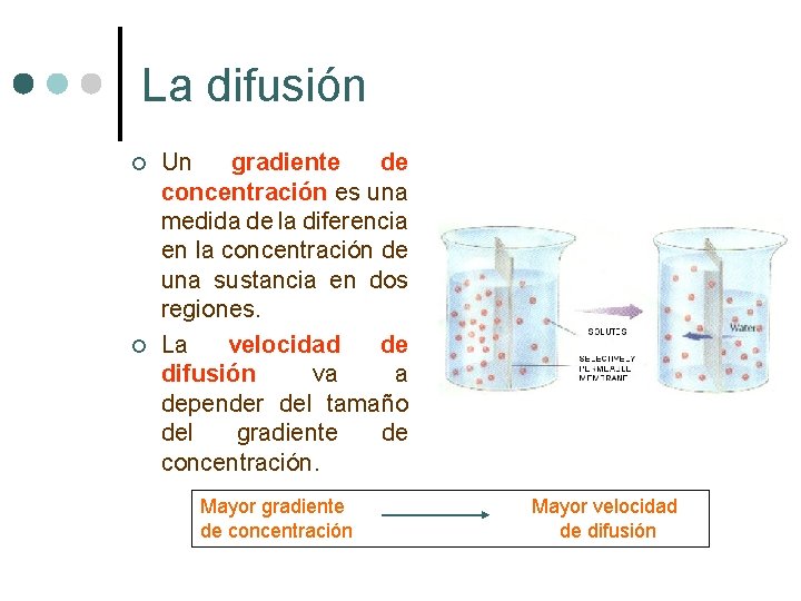 La difusión ¢ ¢ Un gradiente de concentración es una medida de la diferencia