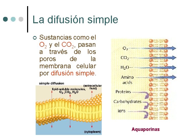 La difusión simple ¢ Sustancias como el O 2 y el CO 2, pasan