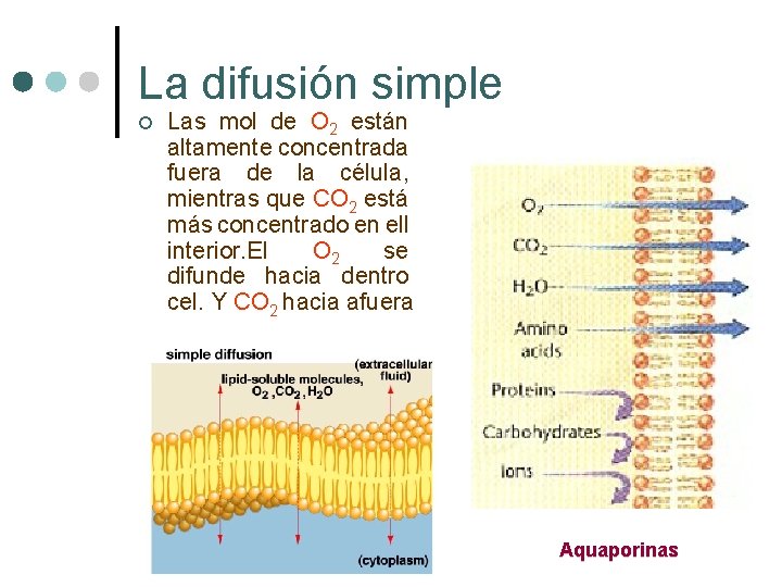 La difusión simple ¢ Las mol de O 2 están altamente concentrada fuera de