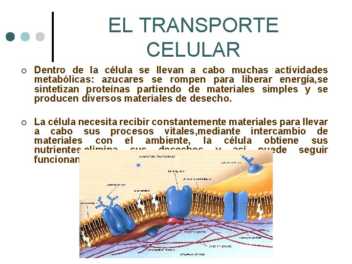 EL TRANSPORTE CELULAR ¢ Dentro de la célula se llevan a cabo muchas actividades