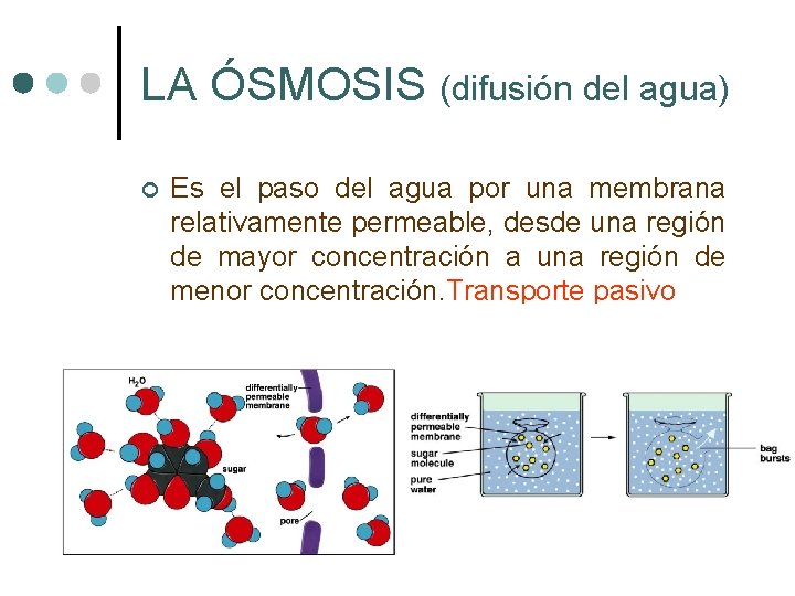 LA ÓSMOSIS (difusión del agua) ¢ Es el paso del agua por una membrana