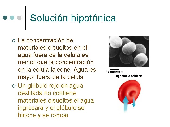 Solución hipotónica ¢ ¢ La concentración de materiales disueltos en el agua fuera de