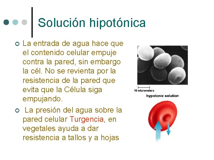 Solución hipotónica ¢ ¢ La entrada de agua hace que el contenido celular empuje