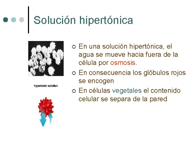 Solución hipertónica ¢ ¢ ¢ En una solución hipertónica, el agua se mueve hacia