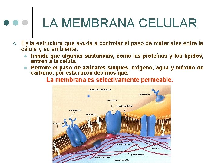 LA MEMBRANA CELULAR ¢ Es la estructura que ayuda a controlar el paso de
