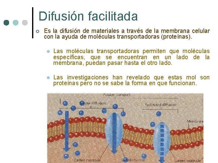 Difusión facilitada ¢ Es la difusión de materiales a través de la membrana celular