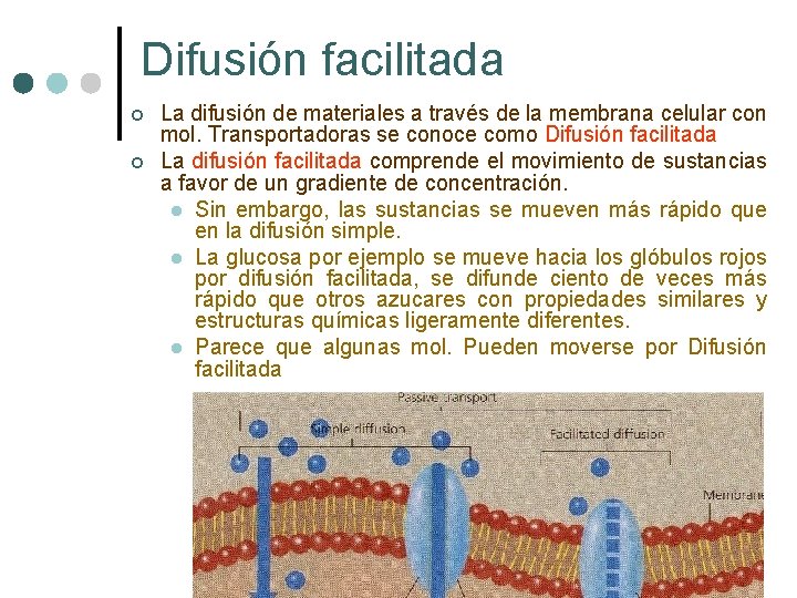 Difusión facilitada ¢ ¢ La difusión de materiales a través de la membrana celular