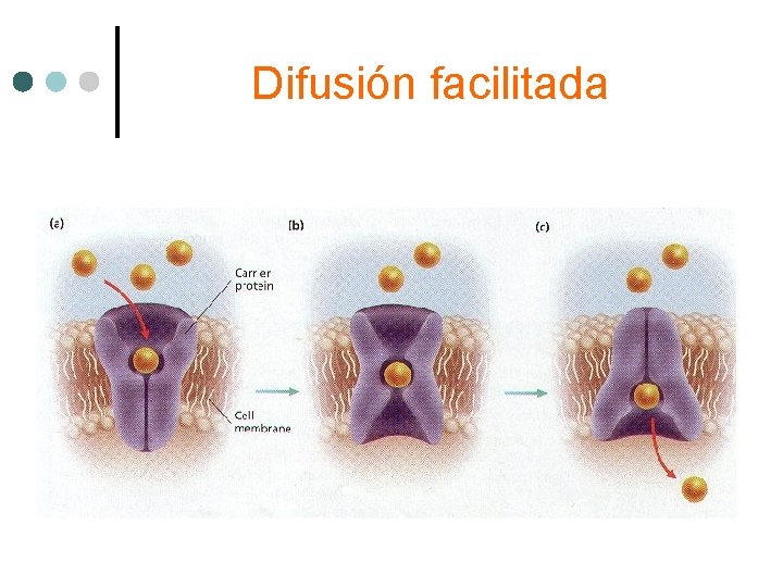 Difusión facilitada 