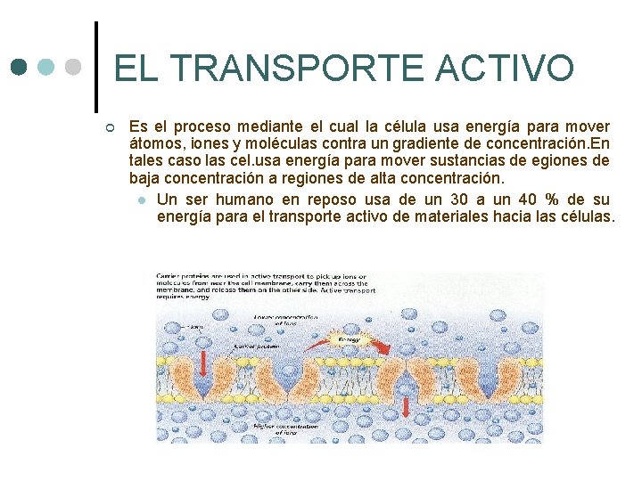EL TRANSPORTE ACTIVO ¢ Es el proceso mediante el cual la célula usa energía