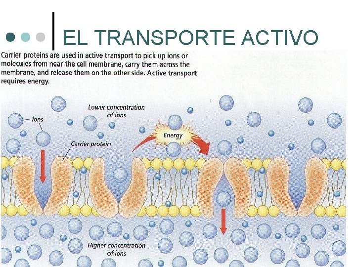 EL TRANSPORTE ACTIVO 