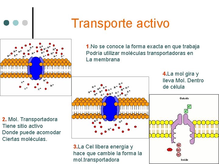 Transporte activo 1. No se conoce la forma exacta en que trabaja Podría utilizar