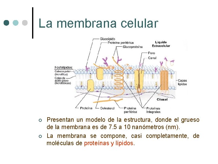 La membrana celular ¢ ¢ Presentan un modelo de la estructura, donde el grueso