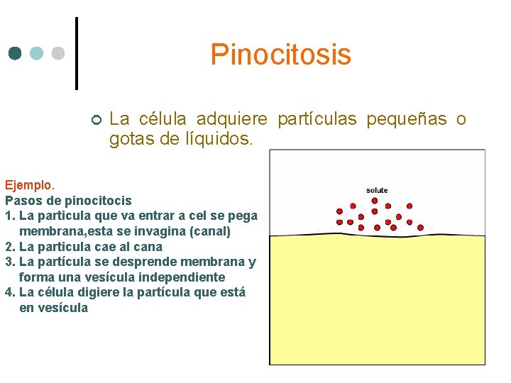 Pinocitosis ¢ La célula adquiere partículas pequeñas o gotas de líquidos. Ejemplo. Pasos de