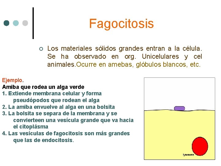 Fagocitosis ¢ Los materiales sólidos grandes entran a la célula. Se ha observado en