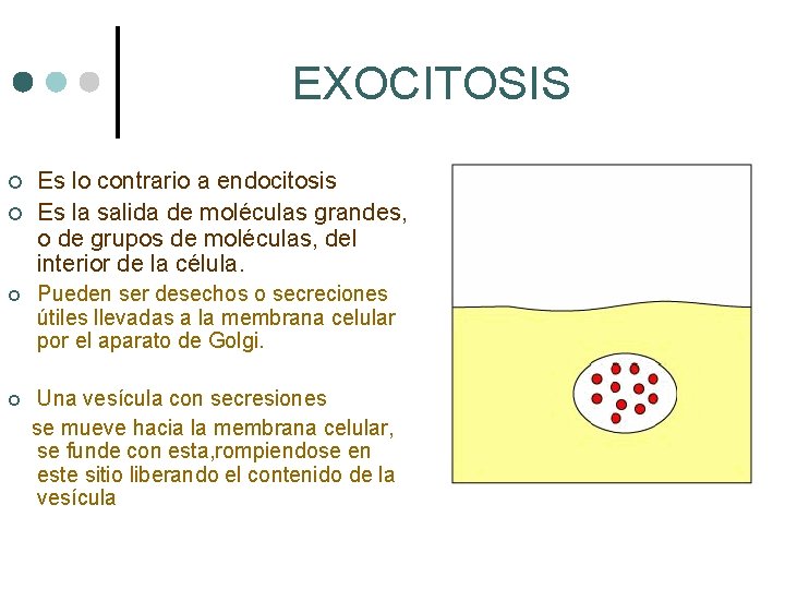 EXOCITOSIS ¢ ¢ Es lo contrario a endocitosis Es la salida de moléculas grandes,