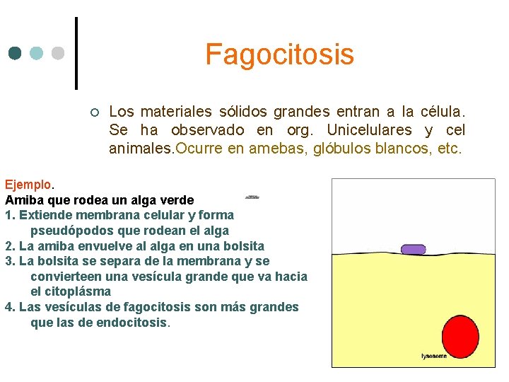 Fagocitosis ¢ Los materiales sólidos grandes entran a la célula. Se ha observado en