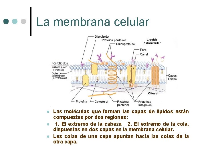 La membrana celular l l l Las moléculas que forman las capas de lípidos